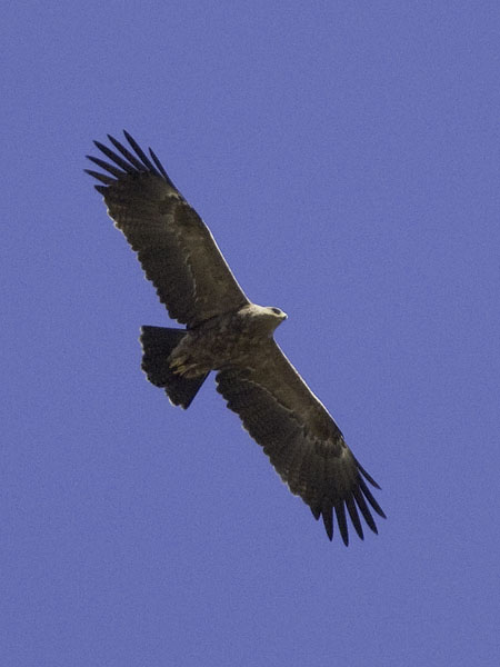 Pikkukiljukotka, Lesser Spotted Eagle, Clanga pomarina